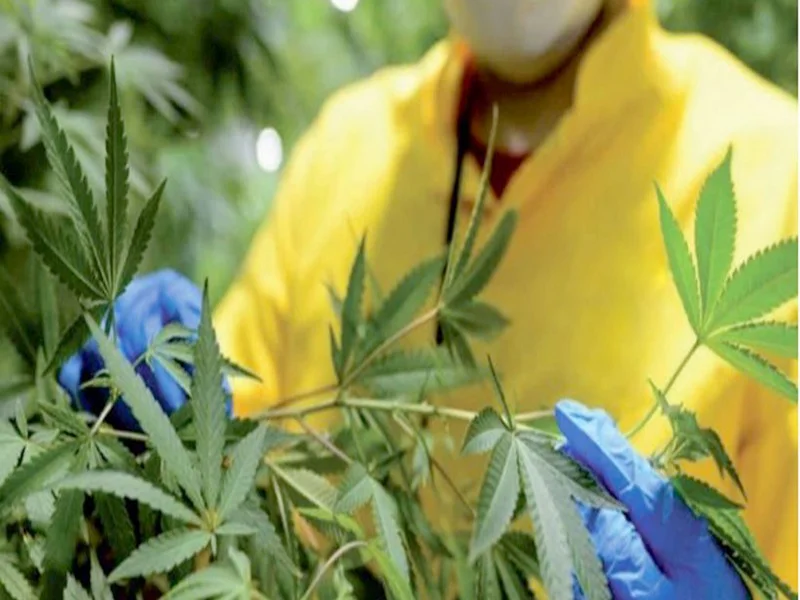 Plantations, niches, revenus… la fumée dissipée sur le cannabis