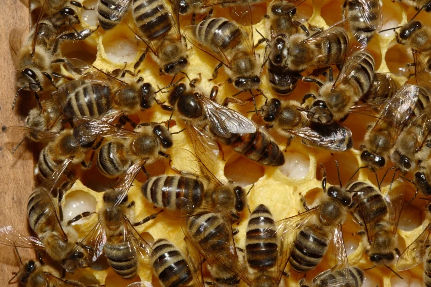 Maroc : Mystère autour de la disparition des abeilles dans certaines régions