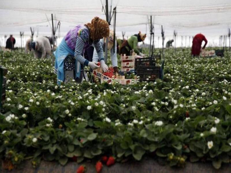 #MAROC_AMO_AGRICULTEURS: Après les commerçants, le chantier de l'AMO des agriculteurs démarre