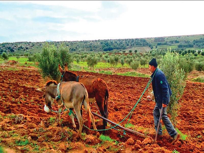 Le Maroc enregistre l'une des pires saisons agricoles de son histoire