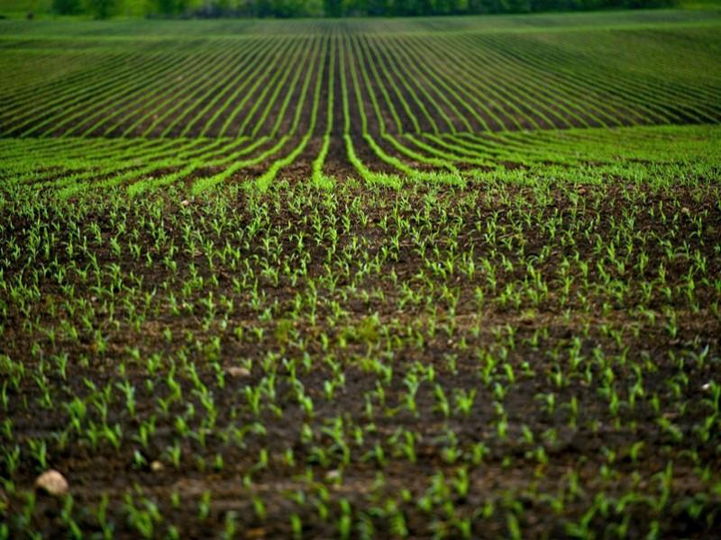 #MAROC_dernières_pluies: Elles confortent les espoirs des agriculteurs