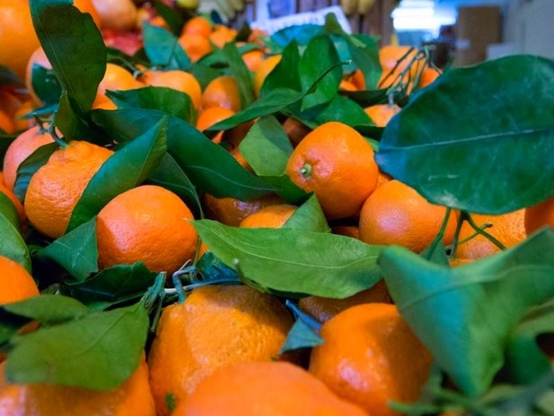 Crise sans précédent dans la filière agrumicole