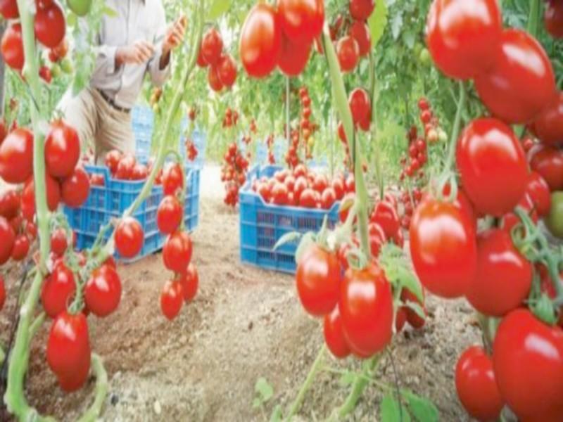 La technologie israélienne prend racine dans les champs marocains