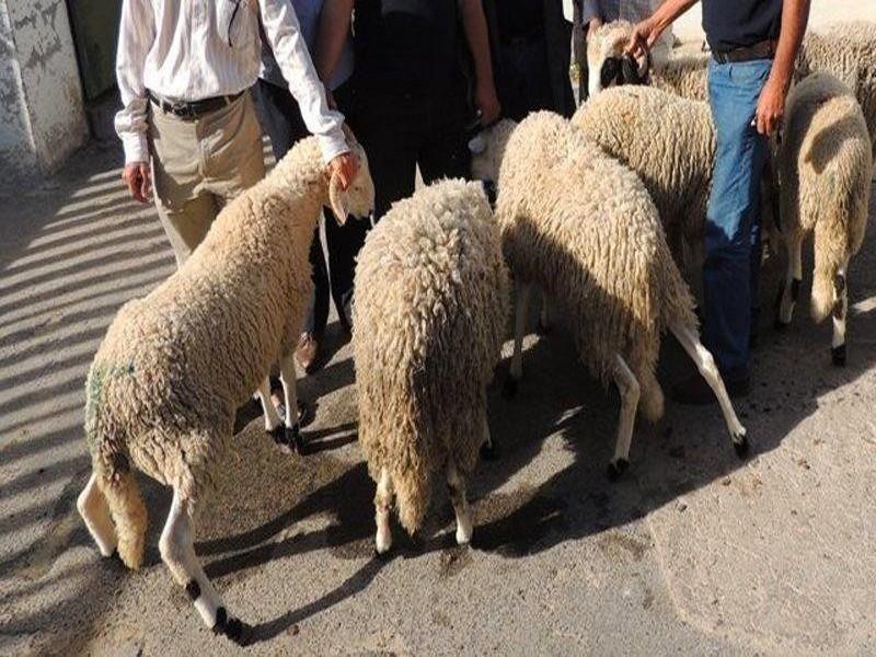 En détresse, les petits agriculteurs se débarrassent de leur bétail