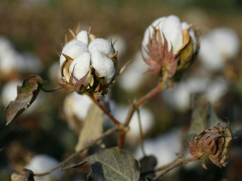 Le Mali redevient le premier producteur de coton en Afrique en 2017/18