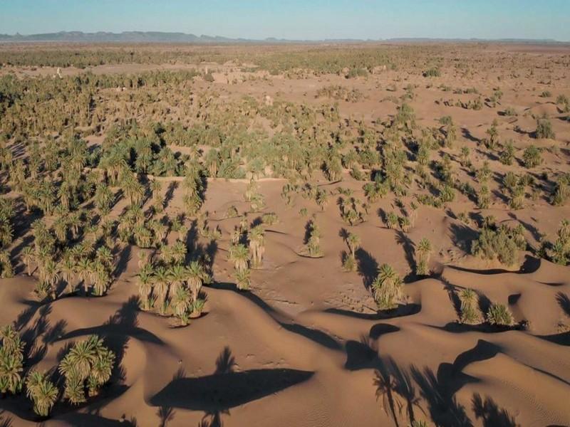 # MAROC_OASIS_DEVELOPPEMENT: L’oasis porte le germe du Maroc de demain, et du monde