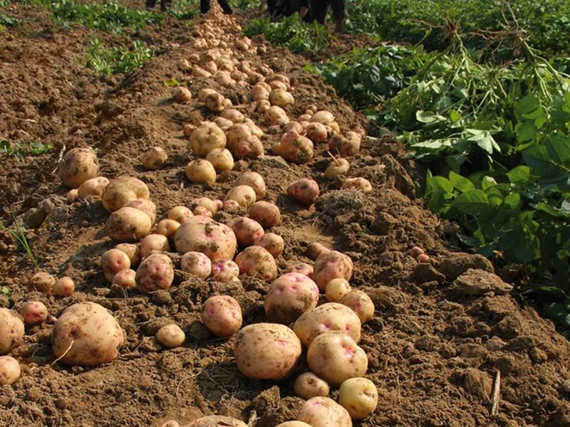 Sale temps pour la patate