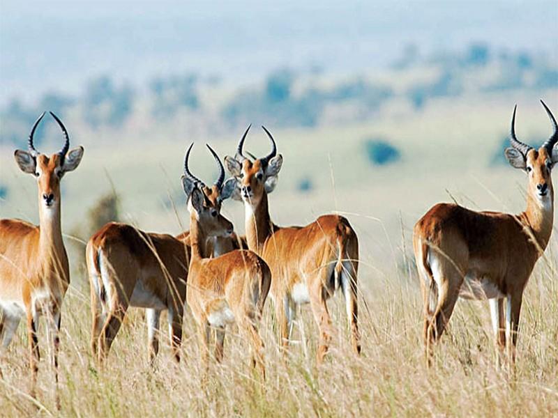 Protection de la biodiversité Le Maroc dispose d'un arsenal juridique actualisé basé sur les conventions internationales