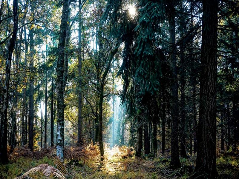 La nouvelle vie des forêts du Maroc