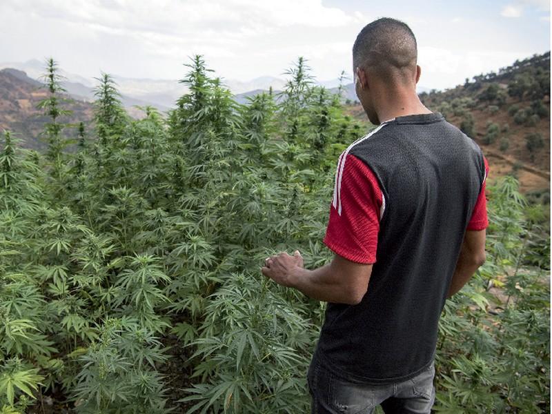 Maroc : Légalisation du cannabis,la question qui divise