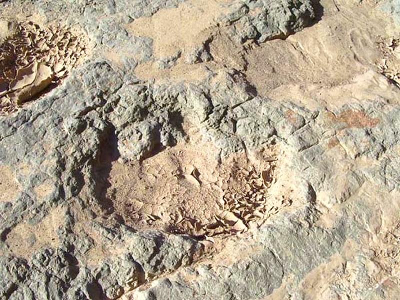 Un dinosaure endormi au Sud Est du Maroc