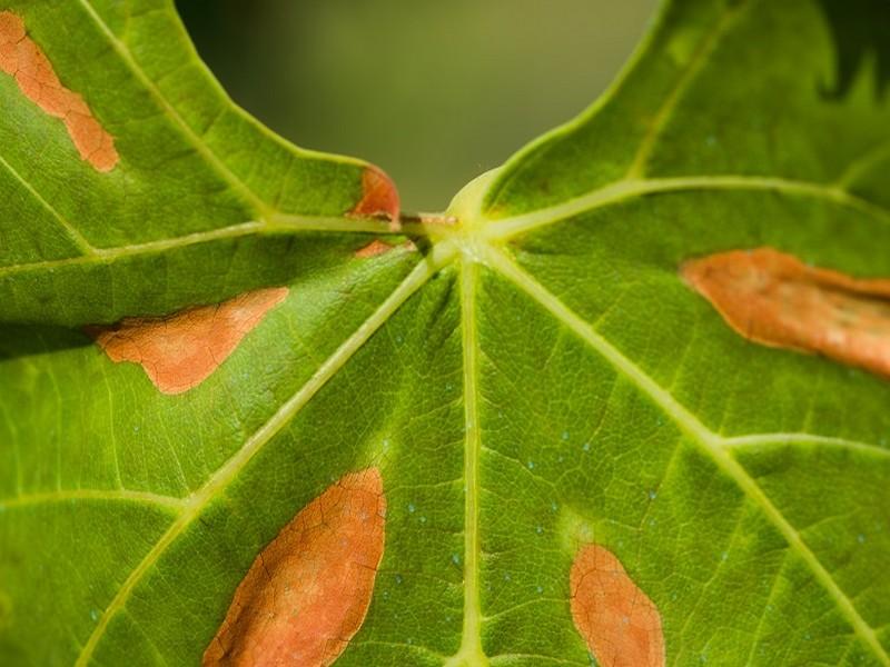 Bactérie «Xylella fastidiosa» : La tactique préventive de l’ONSSA