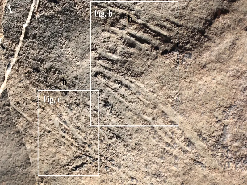Paléontologie : ce que l’on sait des traces fossiles datant de 539 millions d’années découvertes à Taroudant