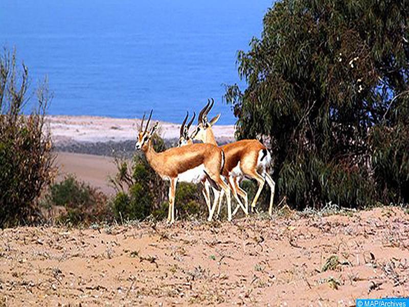 Errachidia: plaidoyer pour la protection des zones humides dans la région de Drâa-Tafilalet