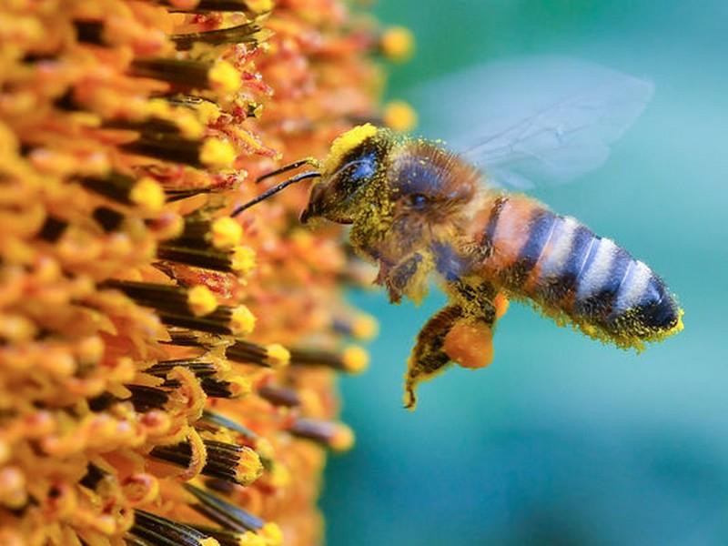 L’extinction des pollinisateurs menace 1,4 milliard d’emplois, selon un rapport