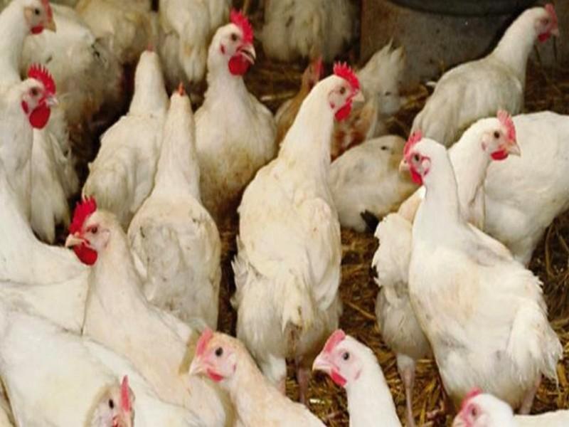 Abattoirs avicoles: «92% du poulet produit au Maroc échappe à tout contrôle»