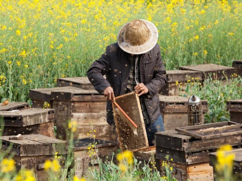 Dans un pays sans pesticides, les abeilles cubaines sont en pleine forme !