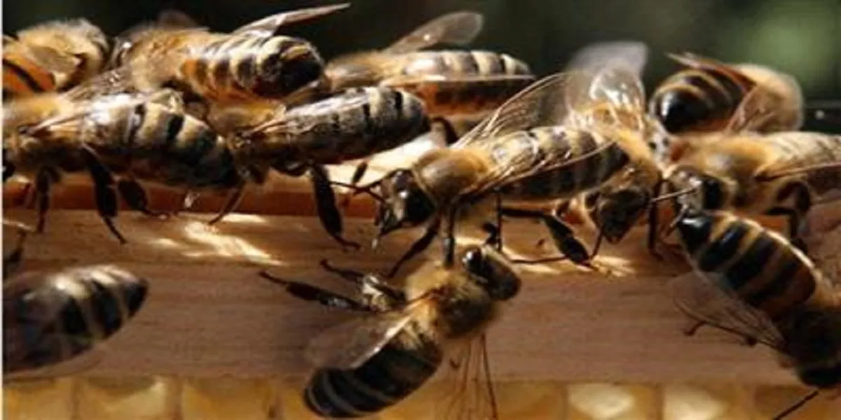 130 millions de dirhams pour faire revenir les abeilles