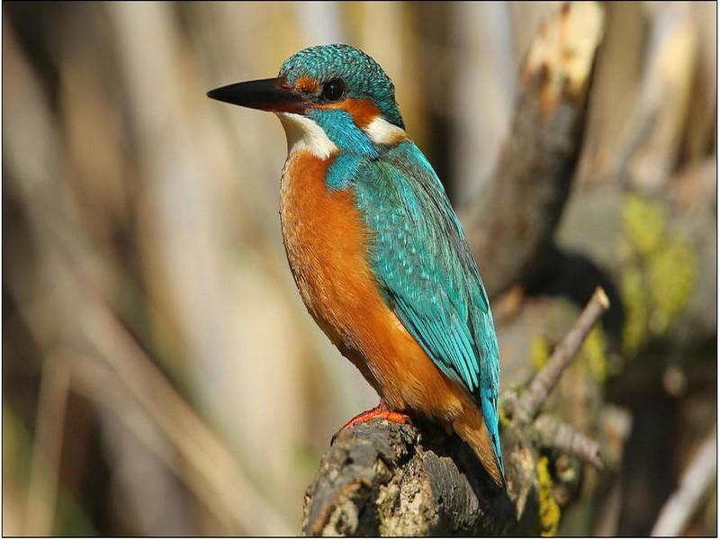 En France, près de 20 % des espèces de la faune et de la flore sont menacées