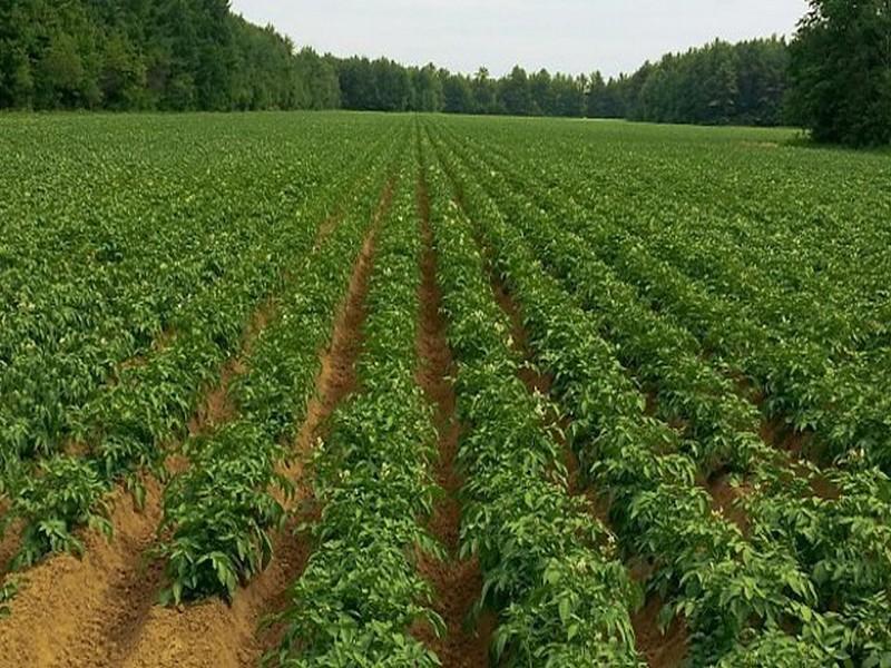 Bon démarrage de la campagne agricole au Maroc