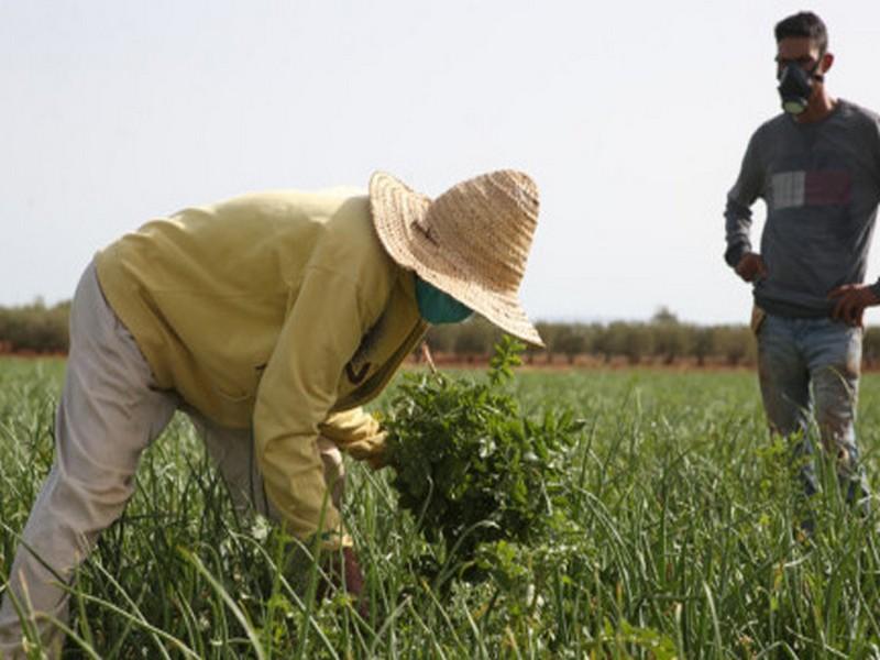 #MAROC_Pluie_Monde_Rural : La joie du monde rural rapportée par un sociologue et un ingénieur agronome