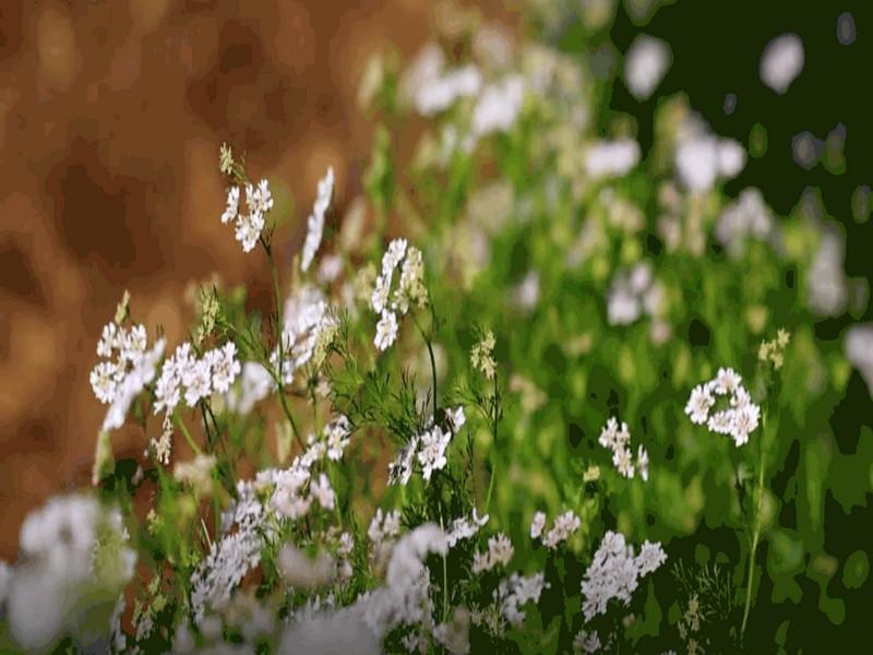 Les agriculteurs marocains au service des abeilles 