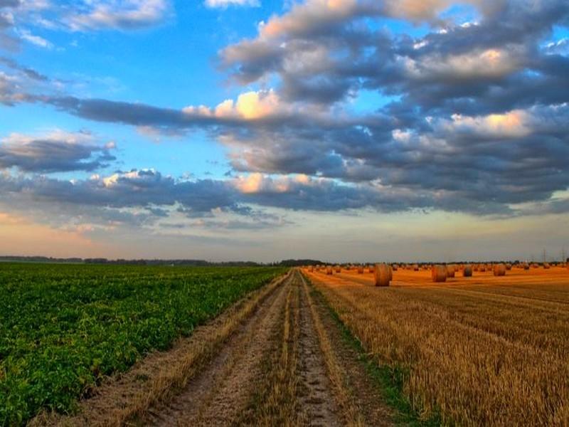 Pluies : Bonnes performances pour la campagne 2019/20, particulièrement l’oléiculture