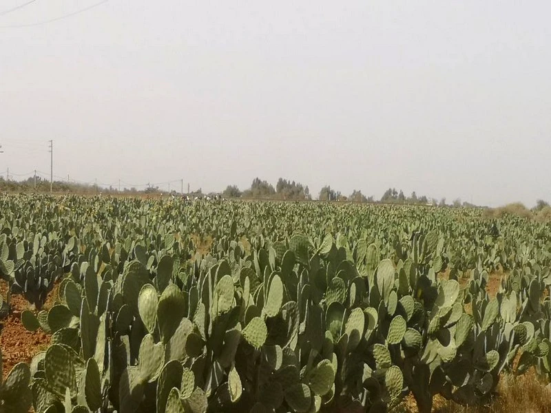 Cochenille du cactus: le Maroc place ses espoirs dans les 8 variétés résistantes