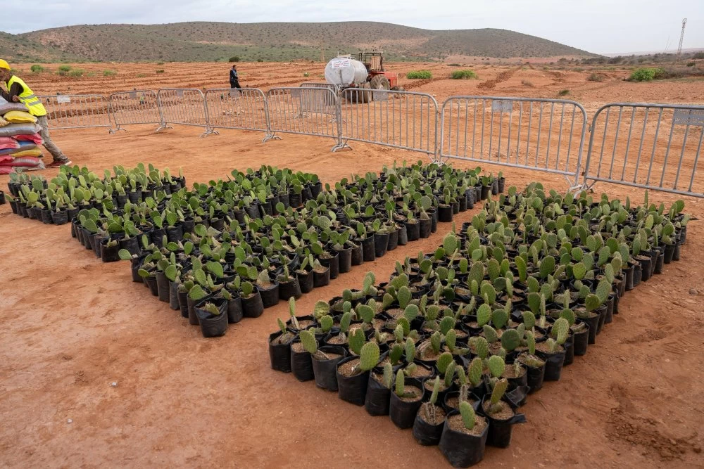 Festival de l’Amandier 2024 : Tafraoute relance l’agriculture durable