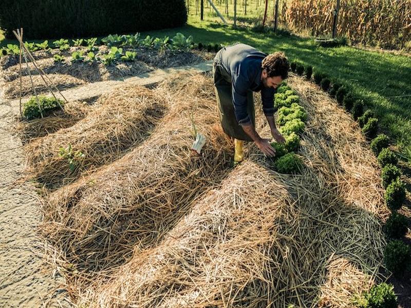 Langouët vise une autosuffisance alimentaire 100% permaculture