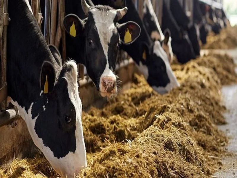 L’Allemagne interdit le transfert de vaches gestantes au Maroc