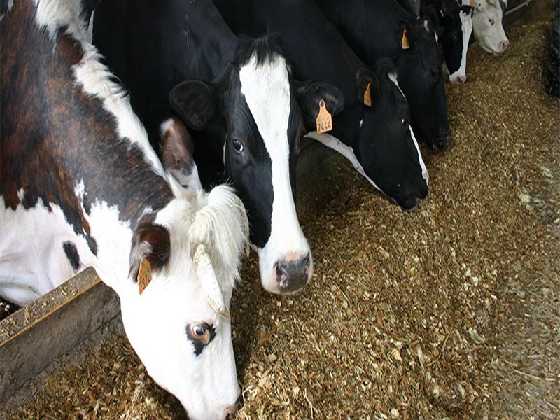 Fièvre aphteuse en Algérie : Le Maroc en alerte