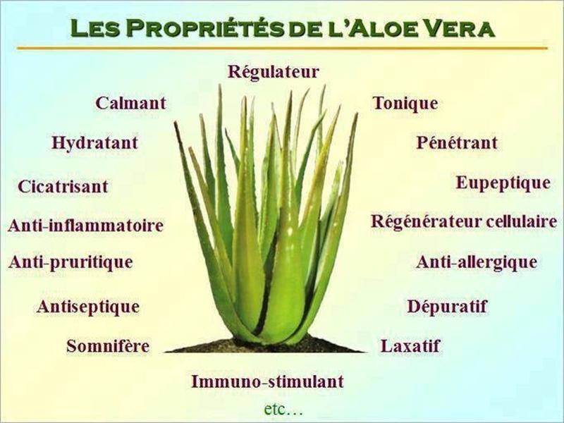 ALOE VERA La reine des plantes