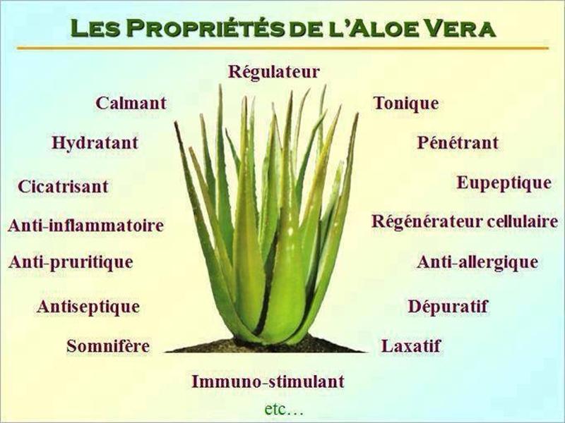 ALOE VERA La reine des plantes