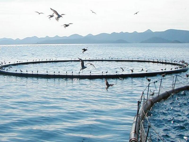 Aquaculture: l'ANDA dévoile ses ambitions pour l'année 2018
