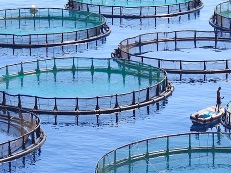 Le secteur de l’aquaculture peine à décoller