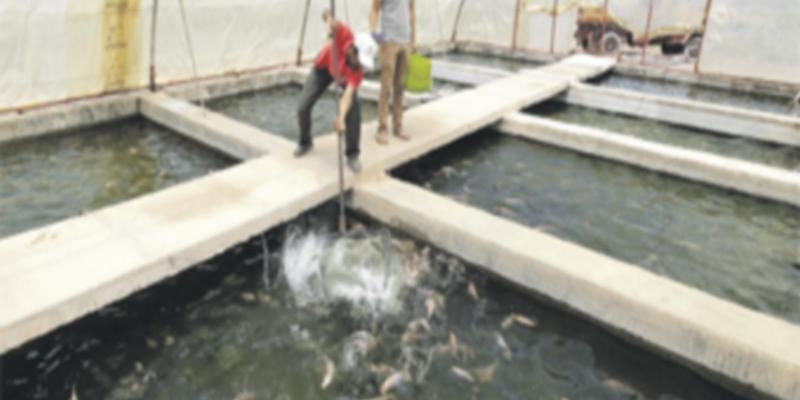 Aquaculture maritime: Un avant-projet voit le jour