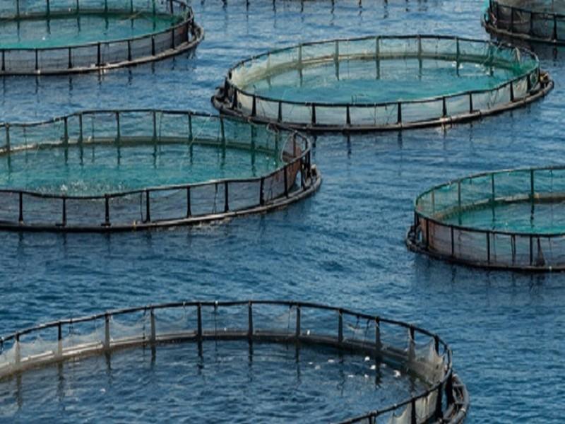 Aquaculture : L’ANDA toujours en attente de projets dans le Nord