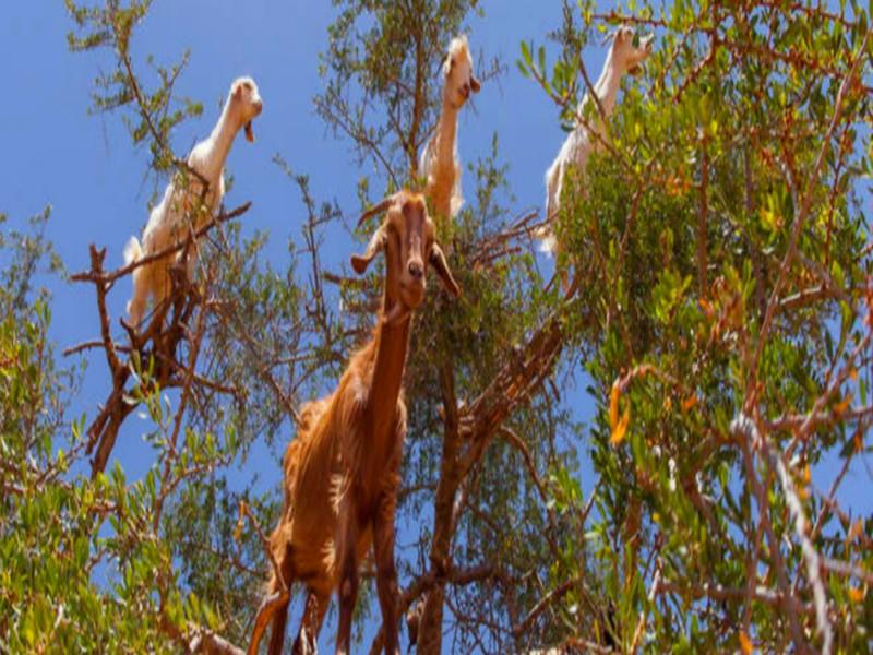 Argan : ce produit précieux dont le Maroc veut mieux maîtriser la filière