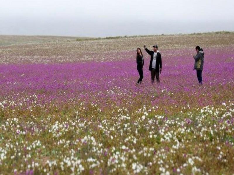 Chili : le désert d'Atacama bat son record de millions de fleurs écloses