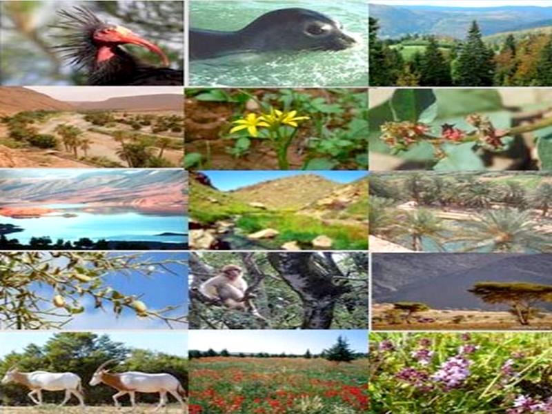 Biodiversité: 600 espèces animales et 1.700 plantes menacées d’extinction 
