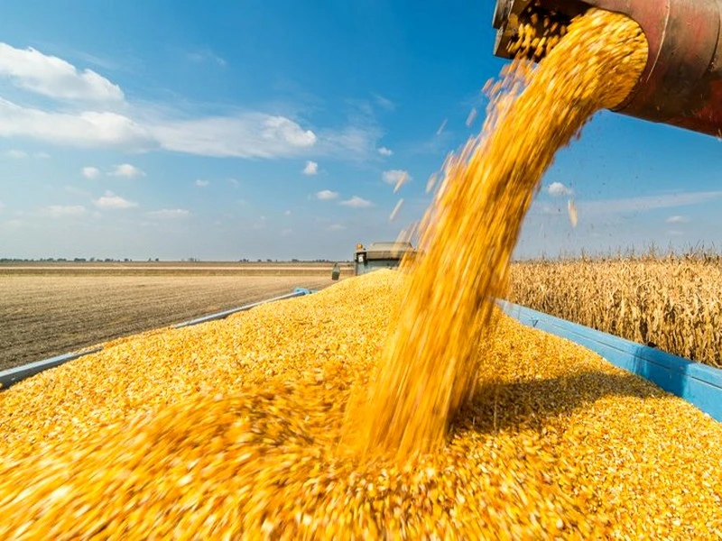 La France stoppe ses exportations de céréales hors Europe, dont le Maroc