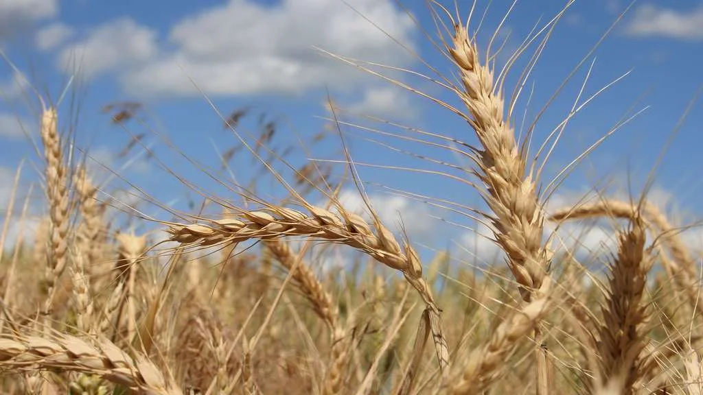 Innovation : Le Maroc ne dépendra plus exclusivement de la pluviométrie pour son blé