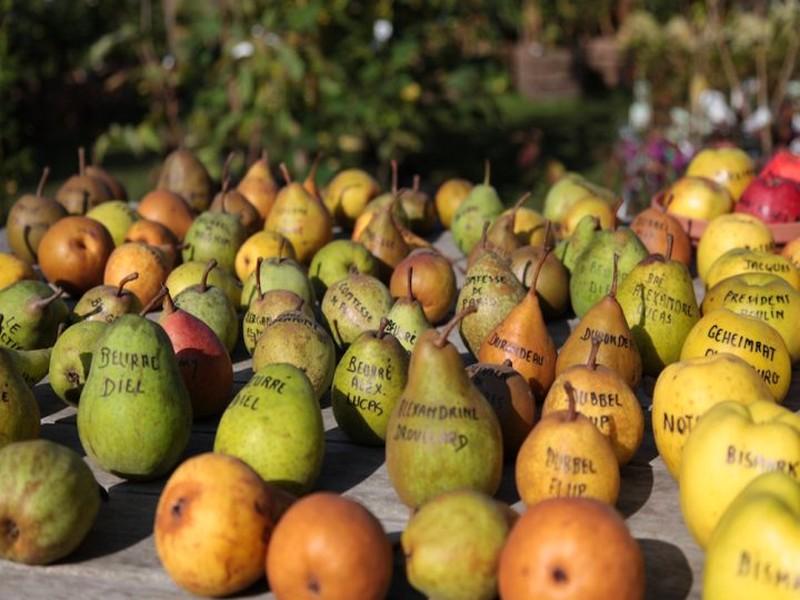 L’effondrement de la biodiversité met en péril l’alimentation mondiale 