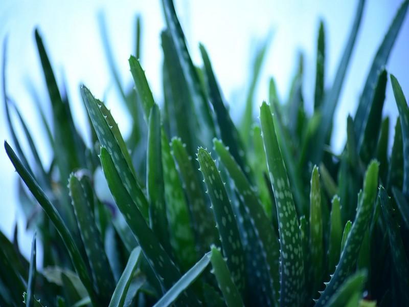 La bombe d’oxygène : cette plante purifie l’air de votre maison en absorbant les toxines