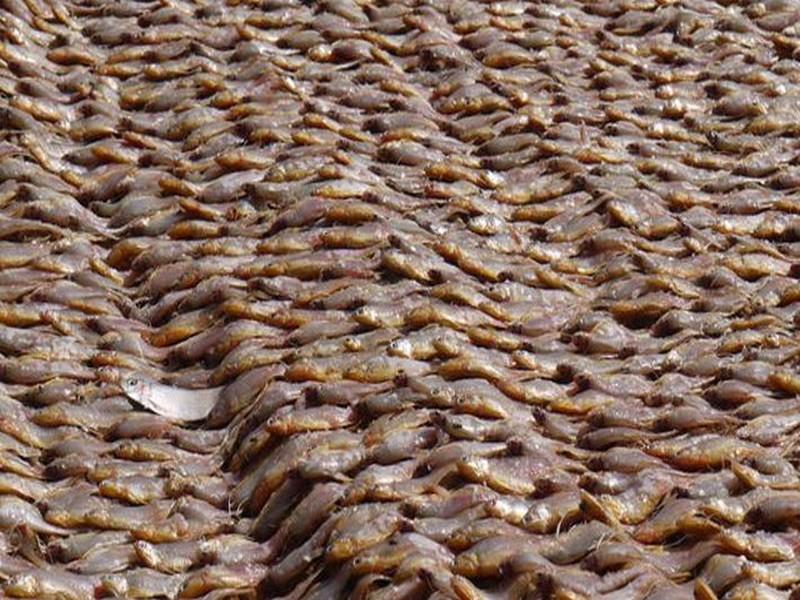 FAO: le Maroc 13e producteur mondial de poisson 