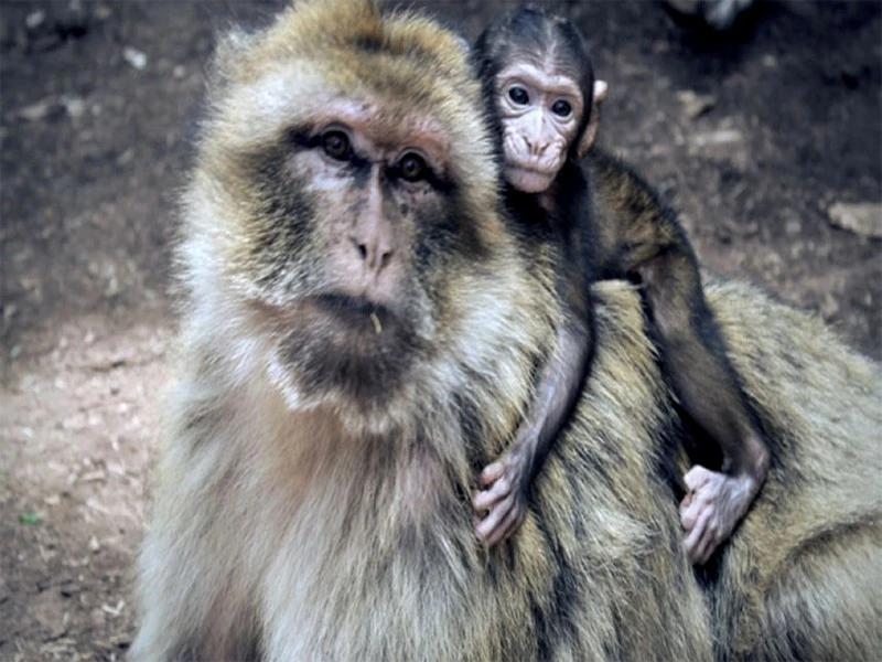 Ce qu’il faut savoir sur la variole du singe 