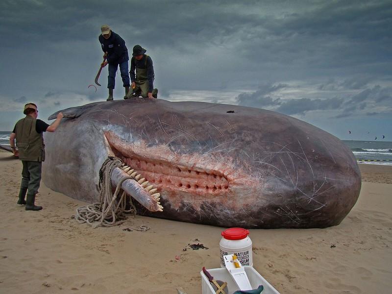 Les cachalots s'échouent par dizaines sur les côtes européennes, leurs estomacs remplis de déchets plastique (vidéo)