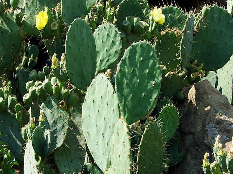 Souss : Alerte à la cochenille du cactus