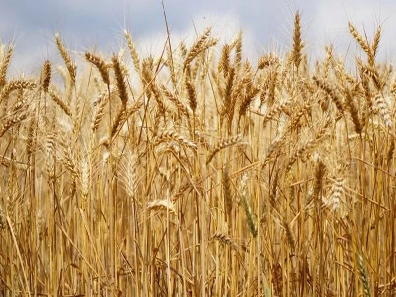 Campagne céréalière 2020-2021 : Mise en place de mesures pour la commercialisation